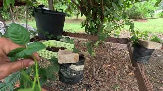 Constructing a blackberry trellis to house new improved Surinamese blackberry plants we developed [upl. by Fortier]