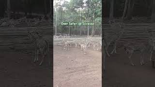 Deer Park Safari  Silvassa [upl. by Hilel]