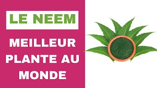 Le neem meilleur plante au monde [upl. by Maressa387]