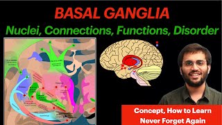 Basal Ganglia  CNS Physiology  Neuroanatomy Video [upl. by Acsisnarf]