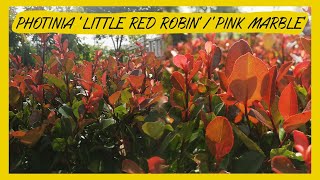 Photinia ‘Little Red Robin’‘Pink Marble’ [upl. by Enelyam]