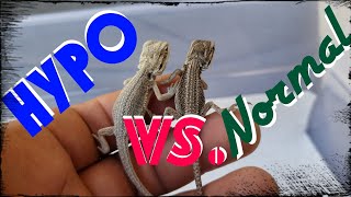 Bearded Dragons Hypo Vs Normal how to Identify [upl. by Richey221]