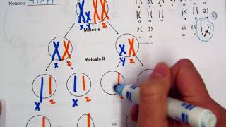 XYY Nondisjunction Diagram [upl. by Anaibaf2]