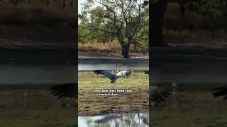 Its not everyday you get to see the Australian Brolga dance Located at Camooweal Billabong [upl. by Yrdnal]