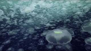 Open Ocean 10 Hours of Relaxing Oceanscapes  BBC Earth [upl. by Lartnom155]