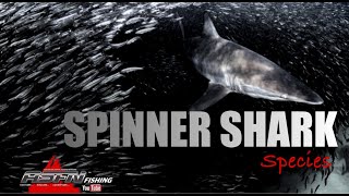 Species  Spinner Shark [upl. by Strauss]