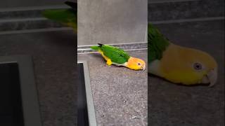 Parrot Shows Off BeakWalking Skills on the Stove viralvideo ytshorts shorts [upl. by Obbard963]