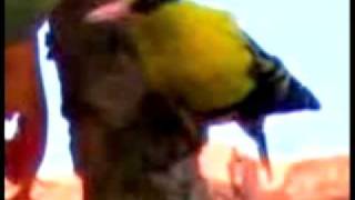 Sound of BlackNaped Oriole [upl. by Obrien]