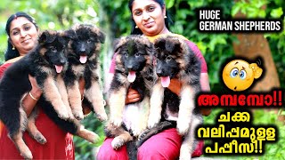 Heavy Huge German Puppies Vickies Greeny [upl. by Collimore]