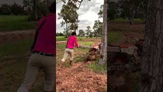 Tractor Kubota ZT Cambodia tractor vlog [upl. by Ytsenoh]