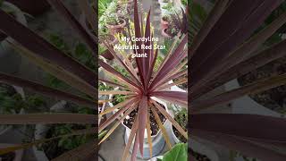 MY CORDYLINE AUTRALIS RED STAR PLANT shortvideo plantsplantslover shortsviral [upl. by Crist]