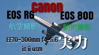 【Canon】EF70300mm f456 IS Ⅱ USM EOS R6 レビュー 野毛山 羽田 航空撮影 [upl. by Roxine506]