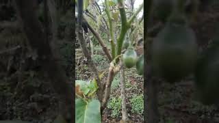 Kebun Tamarillo Toraja [upl. by Regine685]