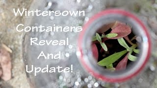 Winter Sowing Reveal And Update [upl. by Emmye351]