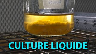 🍄 FABRICATION dune CULTURE LIQUIDE de MYCÉLIUM Tuto [upl. by Nykal]