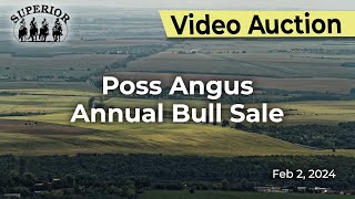 Poss Angus Annual Bull Sale [upl. by Nnednarb]