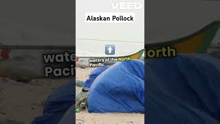 Alaskan Pollockanimals facts wildlife knowledge nature [upl. by Eittocs]