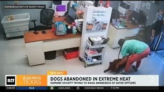 Dogs are getting abandoned in extreme heat [upl. by Garlan]