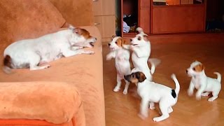 Funny Jack Russell Terrier with her puppies [upl. by Fromma]