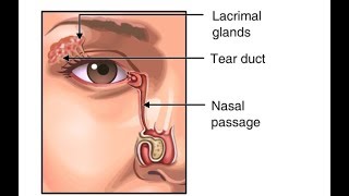 Why Do We Blink So Much Function of Tears in the Eye Animation  Eyelids amp Lacrimal Apparatus Video [upl. by Gerek]