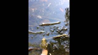 Green frog swims away Greenquist Pond Somers Wisconsin 2015 09 20 [upl. by Asyral]