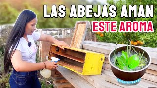 Atrapa Abejas sin Riesgos  Usando atrayente casero [upl. by Ahseiyt]