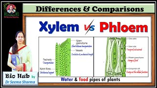 Xylem Vs Phloem [upl. by Tymes727]