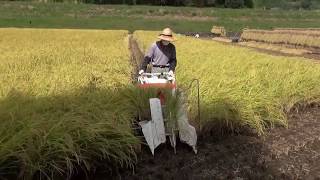 RJN55を無人稼動 2013 Japanese harvesting of the rice [upl. by Naneik]