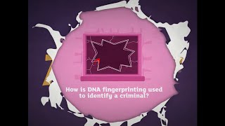 KS3 Activate 3 Kerboodle Explaining DNA fingerprinting [upl. by Jonell689]