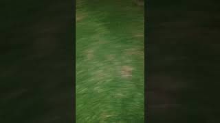 Kikuyu turf update Greenest lawn ever [upl. by Ranita]