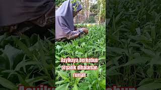 Asyiknya berkebun organik dihalam rumah kebunsayuran kebun sayuranorganik sayuransegar [upl. by Anstus]