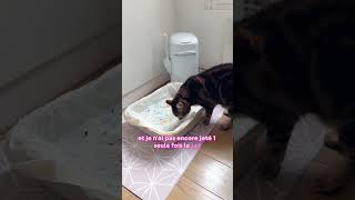 La poubelle magique et sans odeur 💩😃😻 chats comportementduchat litiere [upl. by Omura]