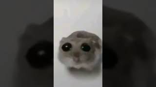 Sad hamster meme🥺 violin meme shorts memes hamsters [upl. by Kowal462]