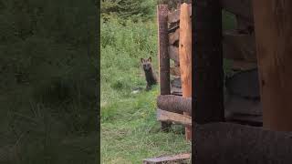 Melanistic red fox being curious ar8the wood horse [upl. by Nadiya]