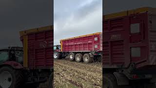 Biogas Milz in der Maisernte mit einem Steyr landwirtschaft farming landtechnik steyr [upl. by Gerk341]