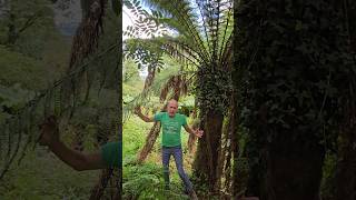 Massive tree fern dicksonia gardening fern arboretum explore adventure ideas exotic [upl. by Wallace]