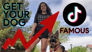 How to Get Your Dog Famous on TikTok in 5 Easy Steps [upl. by Eedrahs]