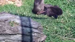 Otters Still Mating Again [upl. by Etnovaj63]