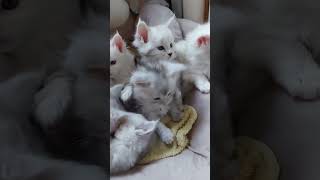 Cutest Maine Coon Kittens Playing 🐱💖 [upl. by Lekar172]