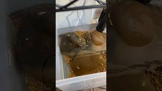 My snapping turtles love their turtle pellets turtle outdoors nature [upl. by Amitak359]