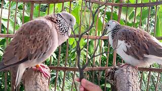 Most Beautiful Fancy Spotted Doves [upl. by Ahsiaa]