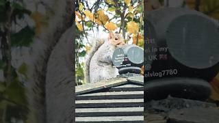 ukreels uk squirrel comedybackgroundmusic funbackgroundmusic nocopyrightmusic beats [upl. by Tlihcox]