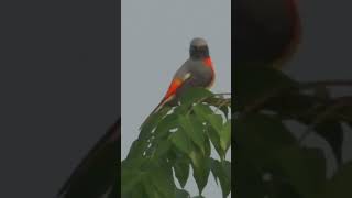 Small Minivet Bird [upl. by Yrram]