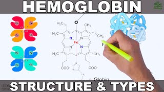 Hemoglobin  Structure and Types [upl. by Mandych68]