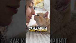 Как коты выбирают любимого человека🐈🥰😻 [upl. by Rednijar911]