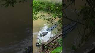 WOWWW Buaya Terbesar Dan Terpanjang Di Balikpapan Kalimantan Indonesia [upl. by Nasah]