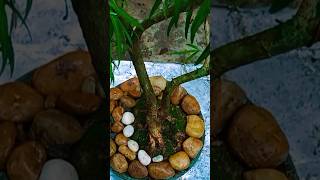 How to make dracaena varieties indoorideas 🎉️👍🌿bonsai plant [upl. by Bakemeier]