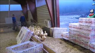 Herding and catching of ducks on Norwegian farm in a more humane way [upl. by Suelo]