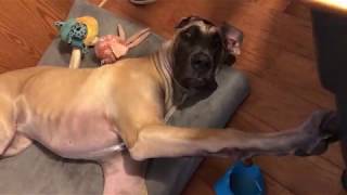 Finn the 9 month old Great Dane Puppy vs the Indestructible Bed [upl. by Haimaj]