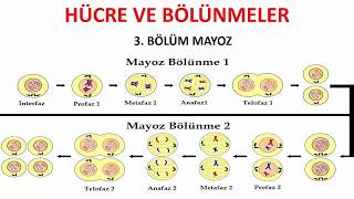 7 SINIF MAYOZ BÖLÜNME [upl. by Ecitsuj109]